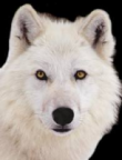 Portrait de whitewolf